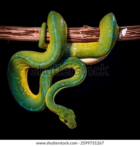 green python on a black background