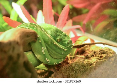 Green Python on the Branch.