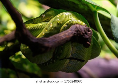 237 Snake rolled up Images, Stock Photos & Vectors | Shutterstock