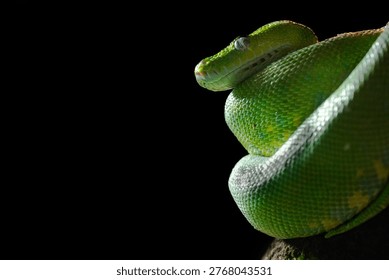 Green python sleeping on a tree, close-up
