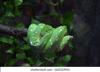 A Green Python Through The Glass Enclosure At A Reptile House In Michigan.