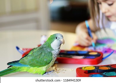 The Green Quaker Parrot Is Posing On For His Owner - Beautiful Toddler Girl Who Is Painting A Picture Sitting At The Table. Pet Bird Friendship