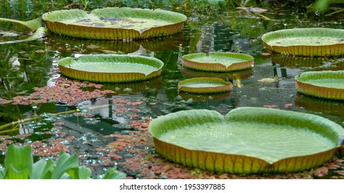 Green Queen Victoria Water Lily Leaves In A Pond. Even Children Can Stand On It