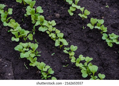 Green radish leaves on garden bed. Growing vegetables on farm. Soil after watering. Shoots of plants in row.