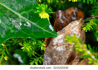 Green Rain-wet Boxwood With Ivy, Walpeper Texture