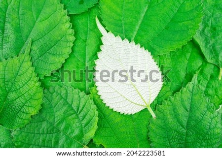 Green ramie leaf background material