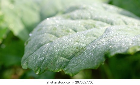 Green Rapeseed Leaf With Dew Drops, Close-up. Young Green Rapeseed Leaf. Background From Green Leaf Of Winter Rapeseed With Dew. Water Drops On A Canola Leaf, Close-up.