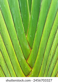 The green Ravenala Bananeira trunk, background texture.