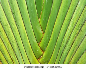 The green Ravenala Bananeira trunk, background texture.