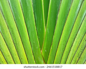 The green Ravenala Bananeira trunk, background texture.