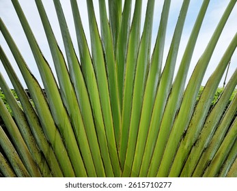The green Ravenala Bananeira trunk, background texture.