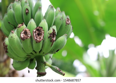 Green Raw Bananas With Animal Bite Marks On The Banana Tree.