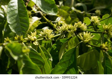 Green Raw Coffe Plant In Agricultural Farm In Bali, Indonesia