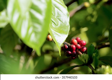 Green Raw Coffe Plant In Agricultural Farm In Bali, Indonesia