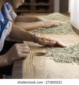 green raw coffee beans being sorted out by young women