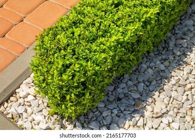 Green Rectangular Boxwood Bush On The Flowerbed.