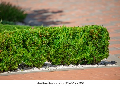 Green Rectangular Boxwood Bush On The Flowerbed.