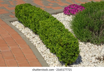 Green Rectangular Boxwood Bush On The Flowerbed.