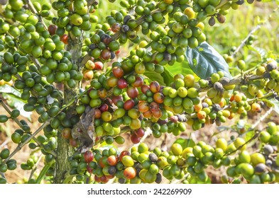 Green and red Arabica coffee berries on the tree at plantation - Shutterstock ID 242269909