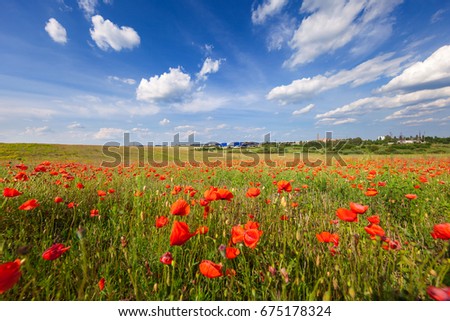 Foto Bild Mohnblumenwiese rot blau