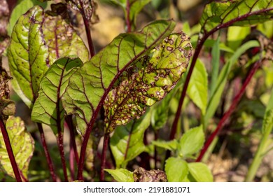 Green Red Beet Foliage For Cooking Borscht , Beet Growing In The Field For The Production Of Soups And Food