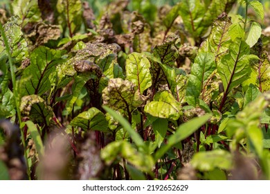 Green Red Beet Foliage For Cooking Borscht , Beet Growing In The Field For The Production Of Soups And Food