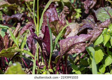 Green Red Beet Foliage For Cooking Borscht , Beet Growing In The Field For The Production Of Soups And Food