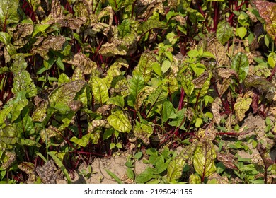 Green Red Beet Foliage For Cooking Borscht , Beet Growing In The Field For The Production Of Soups And Food