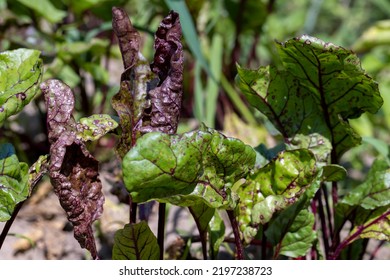 Green Red Beet Foliage For Cooking Borscht , Beet Growing In The Field For The Production Of Soups And Food