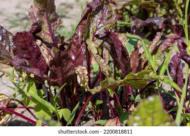 Green Red Beet Foliage For Cooking Borscht , Beet Growing In The Field For The Production Of Soups And Food