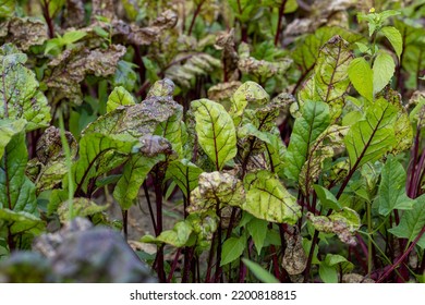 Green Red Beet Foliage For Cooking Borscht , Beet Growing In The Field For The Production Of Soups And Food