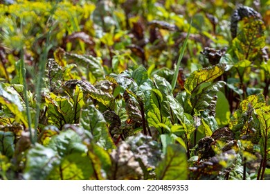 Green Red Beet Foliage For Cooking Borscht , Beet Growing In The Field For The Production Of Soups And Food