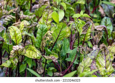 Green Red Beet Foliage For Cooking Borscht , Beet Growing In The Field For The Production Of Soups And Food