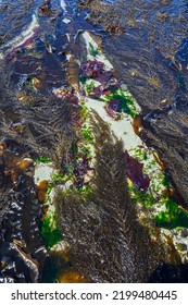 Green, Red, And Brown Seaweeds Flowing In Seawater At Low Tide, As A Nature Background, Golden Gardens Park, Washington, USA
