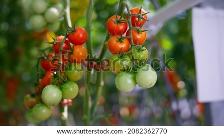 Similar – Image, Stock Photo Green seasonal vegetables