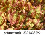 Green and red Epimedium versicolor sulphureum, barrenwort. 