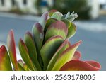 Green red flapjack cactus or paddle plant kalanchoe luciae close-up. Exotic plants in Cyprus