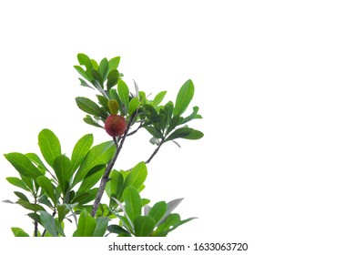 green and red fruits on Chinese bayberry tree