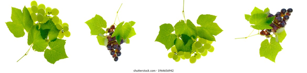 Green and red grapes banner. Summer Fruits and Berries banner.Winemaking Day.Bunches of  grapes with leaves isolated on white background. Organic bio berries.copy space.	