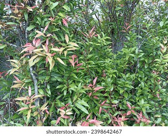 Green And Red Leaf Background