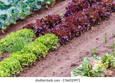 Green red leaf lettuce on garden bed. Gardening background with many lettuce green plants, top view. Lactuca sativa green leaves, closeup. Leaf Lettuce plantation, top view