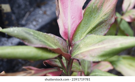 Green and Red Leaves With Water Doplets