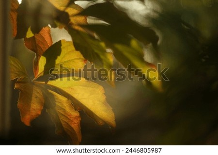 Green and red leaves of wild grapes in autumn