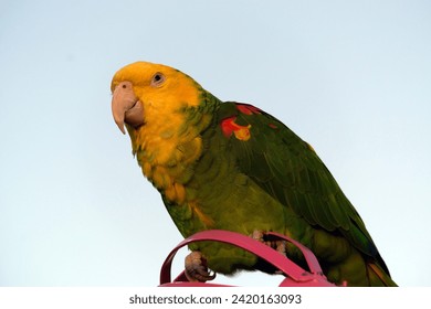 green and red macaw bird