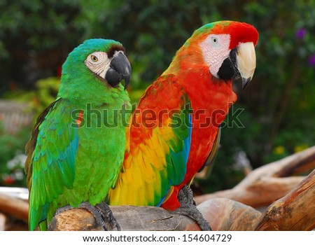 Green and Red Macaw Birds.