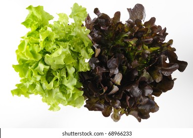 Green And Red Oak Lettuce