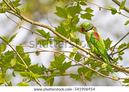 Similar – Image, Stock Photo Portrait of a ring-tailed lemur (Lemur catta)