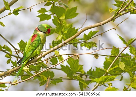 Similar – Image, Stock Photo Portrait of a ring-tailed lemur (Lemur catta)