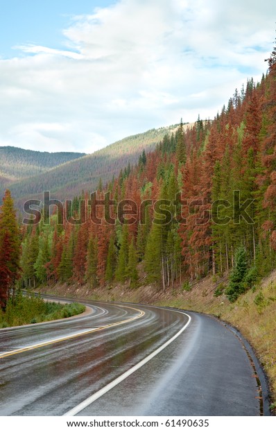 green and red pine trees,\
and road