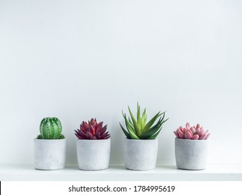 Green, red and pink succulent plants and green cactus in modern geometric cement planters on white wood shelf on white background with copy space. Concrete pots, round shape.